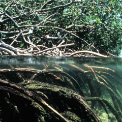 MadQaeda & Jericó - Mangrove Mind III