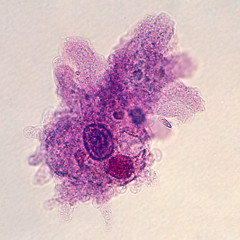 - Tú eres la tierra