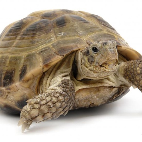 Ylvis - What Does The Turtle Say?