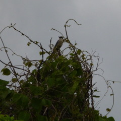 tenor saxophone solo on 10 Jun 2014