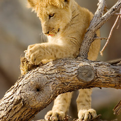 Esok Kan Masih Ada (Utha Likumahuwa) Cover