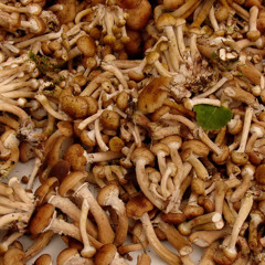 Сосновый Бор - Опята