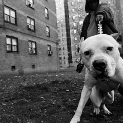 Black Hustle - RoCs Ft. Boney Jay (Prod.by YungGunner)