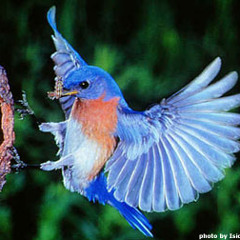 Yarah.Bravo (One.Self) - Bluebird(mr.Liongrip.birdfunk.remix)(STBB379)