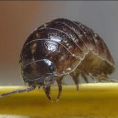 Woodlouse