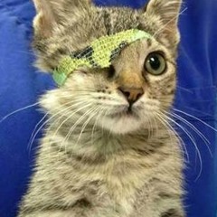 ASL electronic - Golden