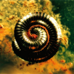 Heresy (Nine inch Nails Cover)