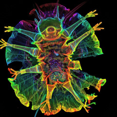 Steganography - Tardigrade 148 Bpm MEXICO UNMASTERED (lost file)