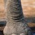 Artwork for Art Bin - Elephant Kneecap