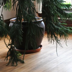 Supports of Simple Yoga