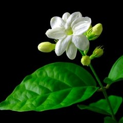 MELATI