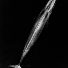 Blue and Fin Whale Sounds