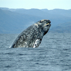 Grey, Fin and Minke Whale Sounds