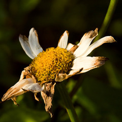 Once Wilted Needs Grow
