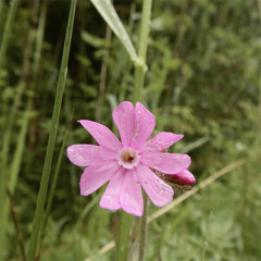 Girls marching along the road - 8/6/2014 - Makholma harbor