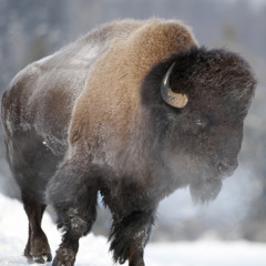 Trey Scuds & Mena - The Move