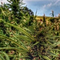 670 livin at Saipan where the good trees grow