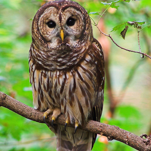 Stream Northern Barred Owl - Hoos, Monkeys and Baby sounds by EVR ...