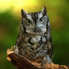 Eastern Screech Owl - Whinny & Trill