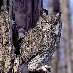 Great Horned Owl -Hoo, Growl & Baby Voices