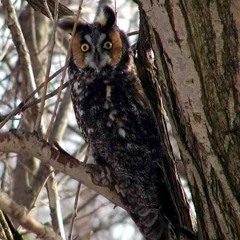 Long-Eared Owl - Hoot