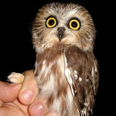 Northern Saw-Whet Owl - Coo & Migration Note