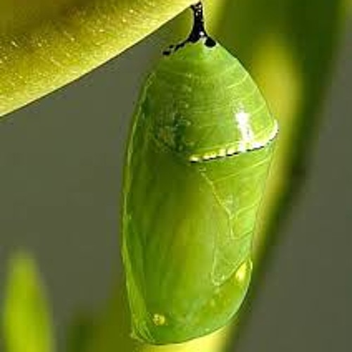 Куколка бабочки. Это кокон бабочки. Кокон гусеницы. Кокон куколка бабочка. Кокон бабочки махаон.