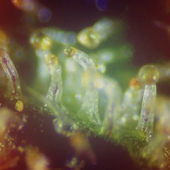 paysndu -X- ED Ethics - Ounce'N