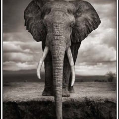 Walking With Elephants (compiled & mixed by MR.PERI3R)