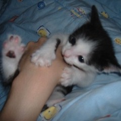 Live in studio, Jeff Dorchen bites the invisible hand that feeds him.