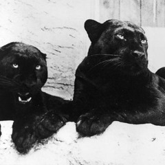 Return Of The Panther ©