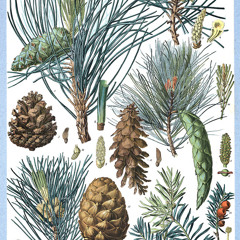 Siwa Lessons - Siųinietṡat