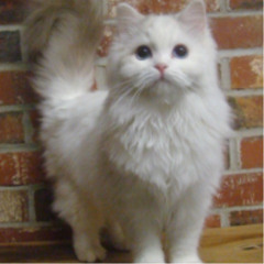 Davichi Cover - Because I Miss U Today