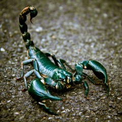 New Selfie Song {not finished} (Remix by SKORP3ON)