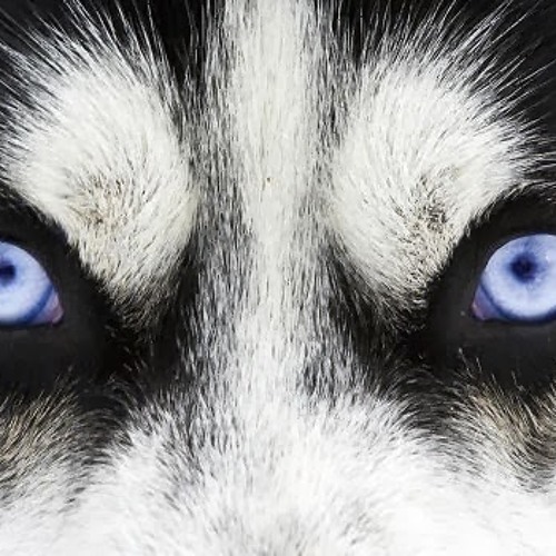 The Wolf feat MELo V(unreleased)