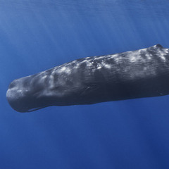 Sperm Whale Sounds