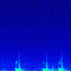 Humpback Whale Calls