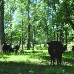 LaLa Song by James S. Levine (Little-Wolf Remix)