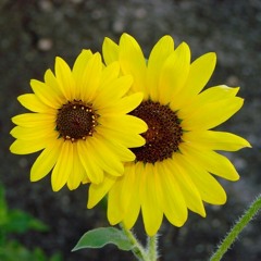 ေကာင္ေလးတစ္ေယာက္ရဲ႕ေကာင္မေလး-လႊမ္းပိုင္၊ဘန္နီၿဖိဳး