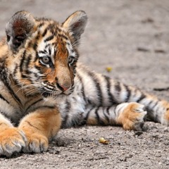 Like or Like Like  - Miniature Tigers (Kora Kora Acoustic Cover)