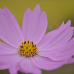 The Waltz Of An Unblossomed Flower (피지 않은 꽃의 왈츠)