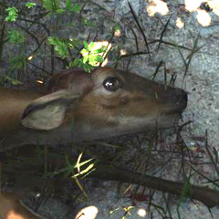 I Can't Believe it's not 4/4™ [WIP]