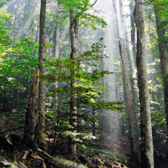 Вака Гевгелија звучи ноќе