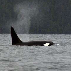 Bigg's Orcas (Killer Whales)