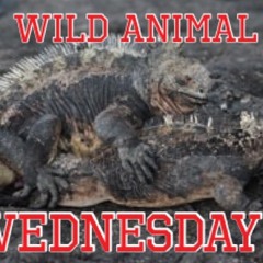 Wild Animal Wednesday