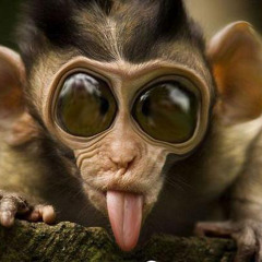 Stream Monkey Flip music | Listen to songs, albums Stream Monkey Flip music | Listen to songs, albums