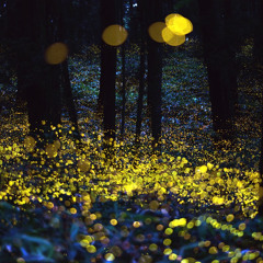 The Firefly In A Jar