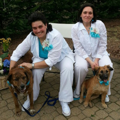 Wedding trend: Here comes the bride (and her dog)