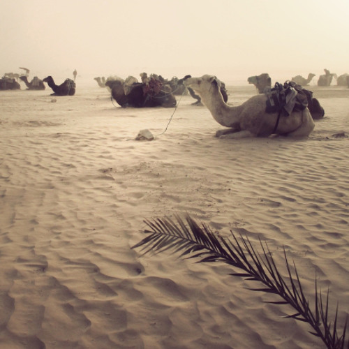 Local Suicide - We Can Go Everywhere