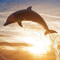 TRAVISWILD's Animal Kingdom Radio 022 - Dolphin
